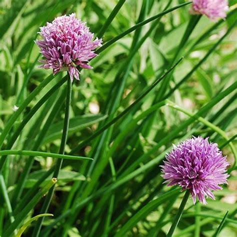 250 Graines Ciboulette non traitées Allium schoenoprasum Aromatique