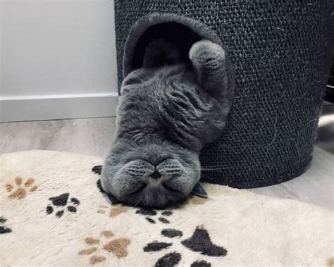 40+ Funny Cats Sleeping in the Weirdest Positions