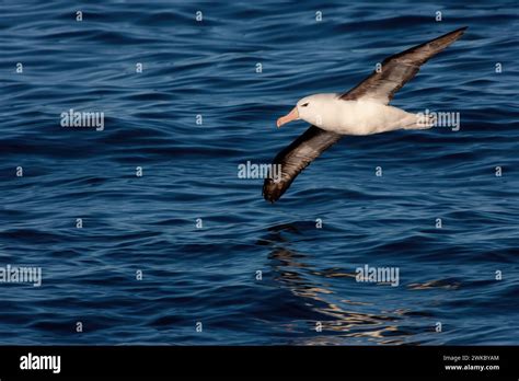 A Black Browed Albatross Thalassarche Melanophris Gliding Just