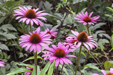 Zonnehoed Echinacea Purpurea Magnus Florabomen