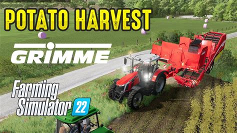 Potato Harvest Massey Ferguson S Grimme Evo Farming