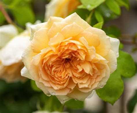 Best climbing roses – 12 charming varieties to add height, scent and color