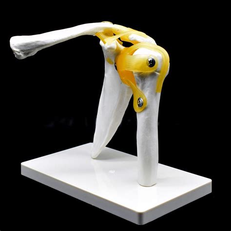 Human Shoulder Joint Model Flexible Anatomically Accurate Shoulder