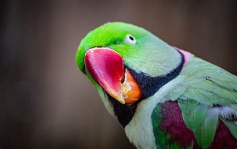 13 Airlines That Allow Pet Birds On Planes 2020 Policies And Prices