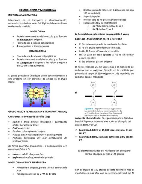 Guia Hemoglobina Metabolismo De Carbohidratos Bioquimica Medica