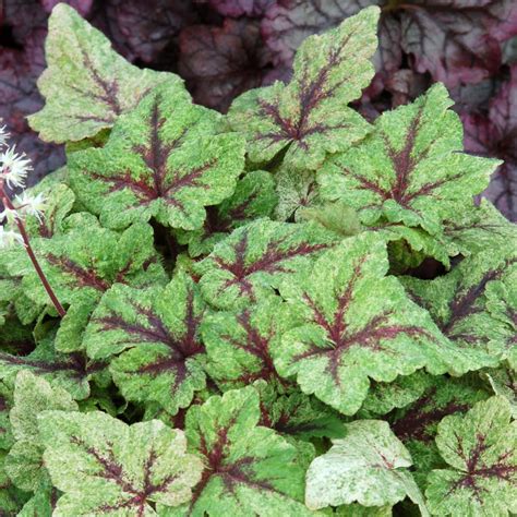 Tiarella ‘Mystic Mist’ | TERRA NOVA® Nurseries, Inc.