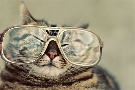 Funny Animals With Sunglasses