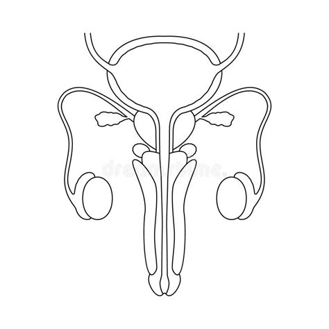 Male Reproductive System In Line Style Anatomically Correct Reproductive Organs With Cross