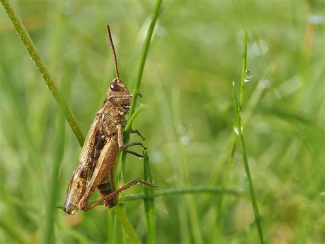 Hopper Foto & Bild | tiere, wildlife, insekten Bilder auf fotocommunity