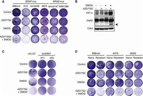 HIF Stabilization Sensitizes Melanoma Cells To Chek1 2 Inhibition In