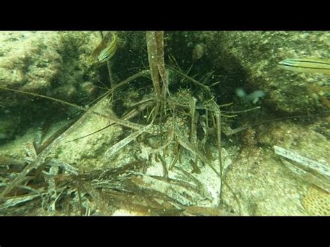 Lobster Mini Season 2022 In The Florida Keys Day 1 YouTube