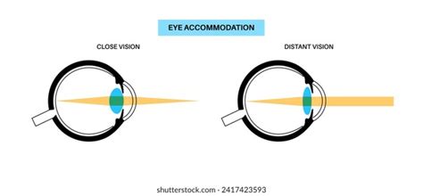 39 Biology Eye Accommodation Royalty-Free Images, Stock Photos ...