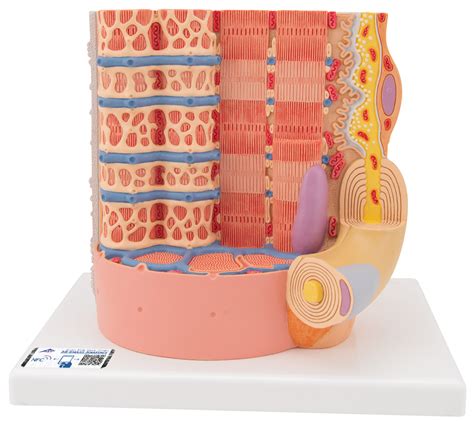 Modelo de Micronanatomía de Fibra Muscular 10 000 Veces Tamaño Real