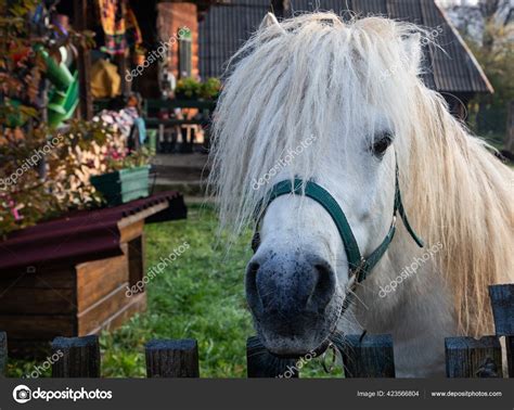 White Horse Portrait Looking Fence Stock Photo by ©melis82 423566804