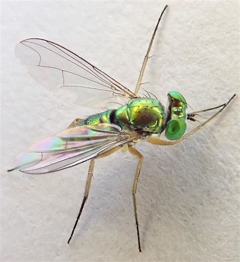 Green Long Legged Fly Condylostylus Bugguide Net