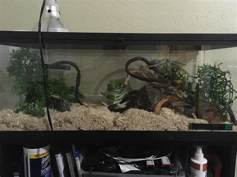 Corn Snake Habitat Setup