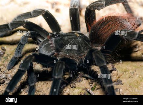 Amazon rainforest tarantula hi-res stock photography and images - Alamy