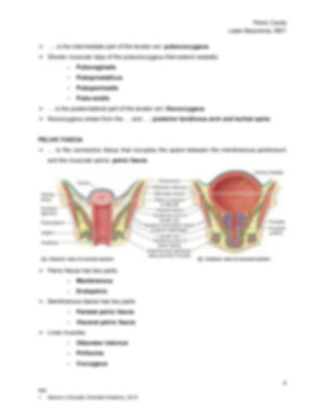 SOLUTION: PELVIC CAVITY: ANATOMY - Studypool