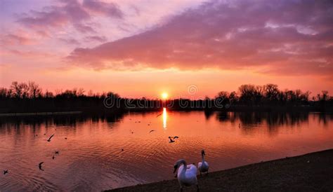 Beautiful Purple Sunset on the Lake with Swans Stock Photo - Image of ...