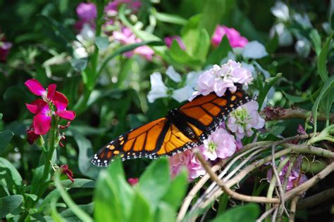 Monarch Butterfly Exhibit at Desert Botanical Garden