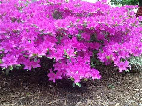 Pin By Jennifer On Midwest Beauty Azalea Bush Azaleas Plants