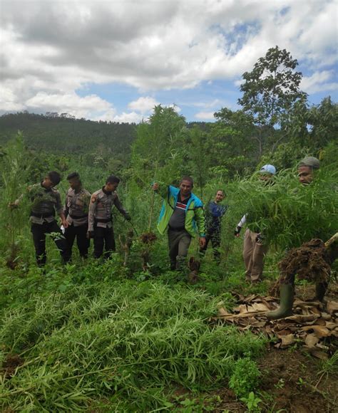 Empat Hektar Ladang Ganja Ditemukan Pemilik Diamankan Polres Aceh