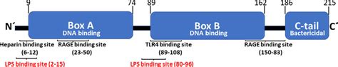 HMGB1 Structure And Location Of Binding Sites For The HMGB1 Receptors