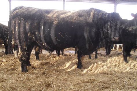 1 Aberdeen Angus Breeding Bull - SellMyLivestock