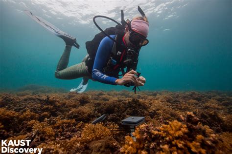 Checking Coral Reef Health One Tile At A Time Eurekalert