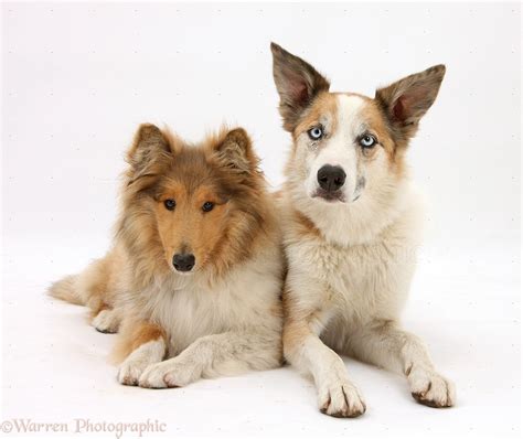 Dogs: Rough Collie and sable Border Collie photo WP33761