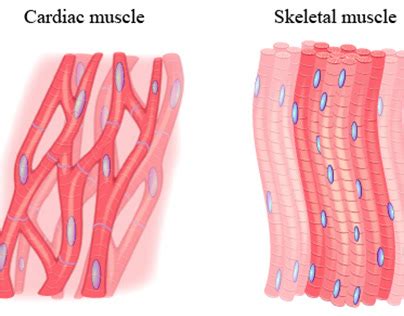 Muscle Cell Types | Images :: Behance