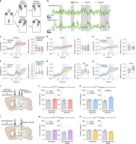 Activation Of Pvgpe Pf Neurons Impairs Reversal Learning A Behavioral