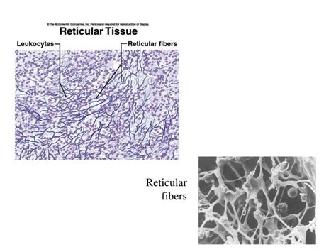 PPT - Reticular fibers PowerPoint Presentation, free download - ID:3758536