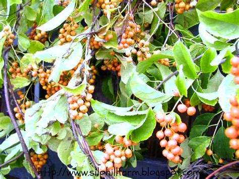 Silo Hill Farm: BITTERSWEET VINES AND BERRIES