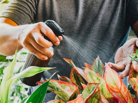 Cu L Es El Mejor Abono Natural Para Las Plantas Abonos Naturales