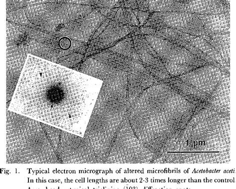 Figure 1 From Crystalline Features Of Bacterial Cellulose Altered By