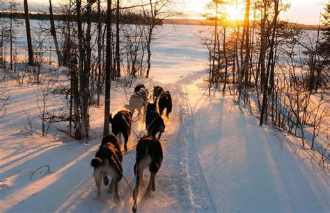 Safari en traîneau à chiens au départ de Rovaniemi pour les adultes