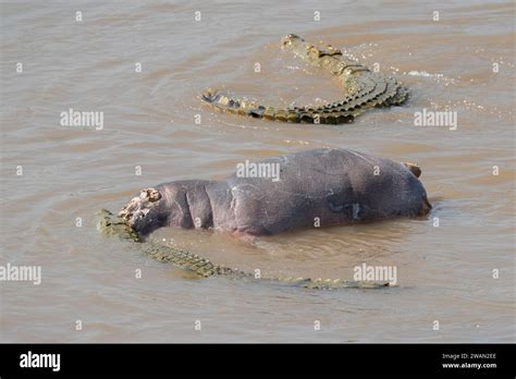 Zambia, South Luangwa. Nile crocodile eating hippo in Luangwa River ...