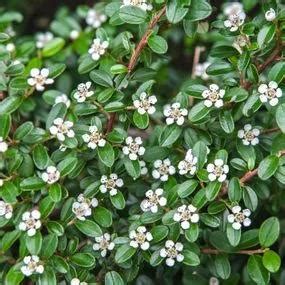 Cotoneaster Horizontalis Plants For Sale Ashridge