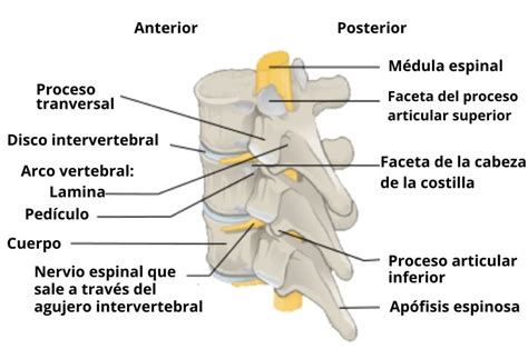 O Que Ped Culos Ntegros