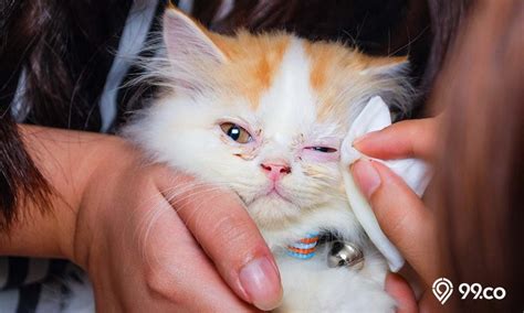 11 Cara Mengobati Kucing Flu Tidak Sembuh Sembuh Penting