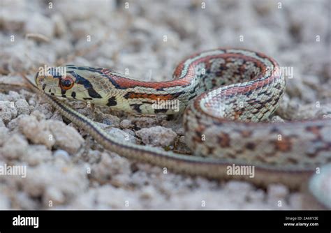 European Leopard Snake (Zamensis situla) on the Greek Island of Milos, Cyclades Islands, Greece ...