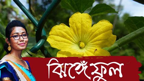 ঝিঙে ফুল Jhinge Ful Kazi Nazrul Islam কাজী নজরুল ইসলাম Parna