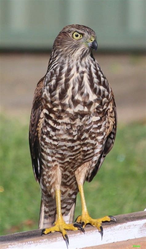 Brown Goshawk in the garden | World birds, Pretty birds, Wild birds