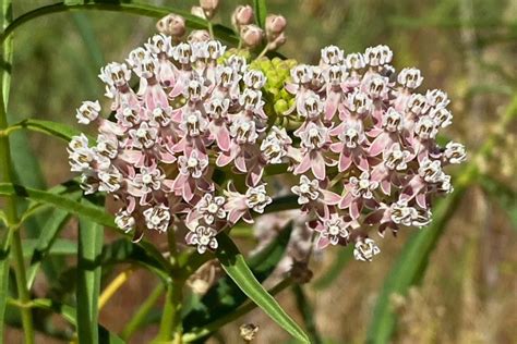 Narrowleaf Milkweed - Sacramento Valley Conservancy