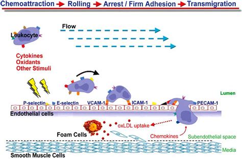 The Expression Of Different Adhesion Molecules Contribute To Different