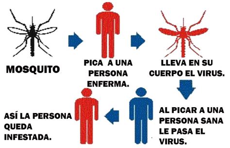 Vector Qu Unos Amigos Molestos El Mosquito Aedes