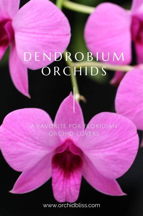 9 Best Orchids For South Florida Orchid Bliss