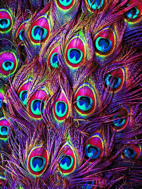 Colorful Peacock Feathers Wallpaper