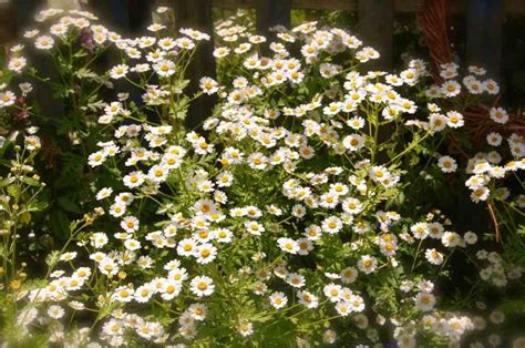 Feverfew-plant – Higgledy Garden